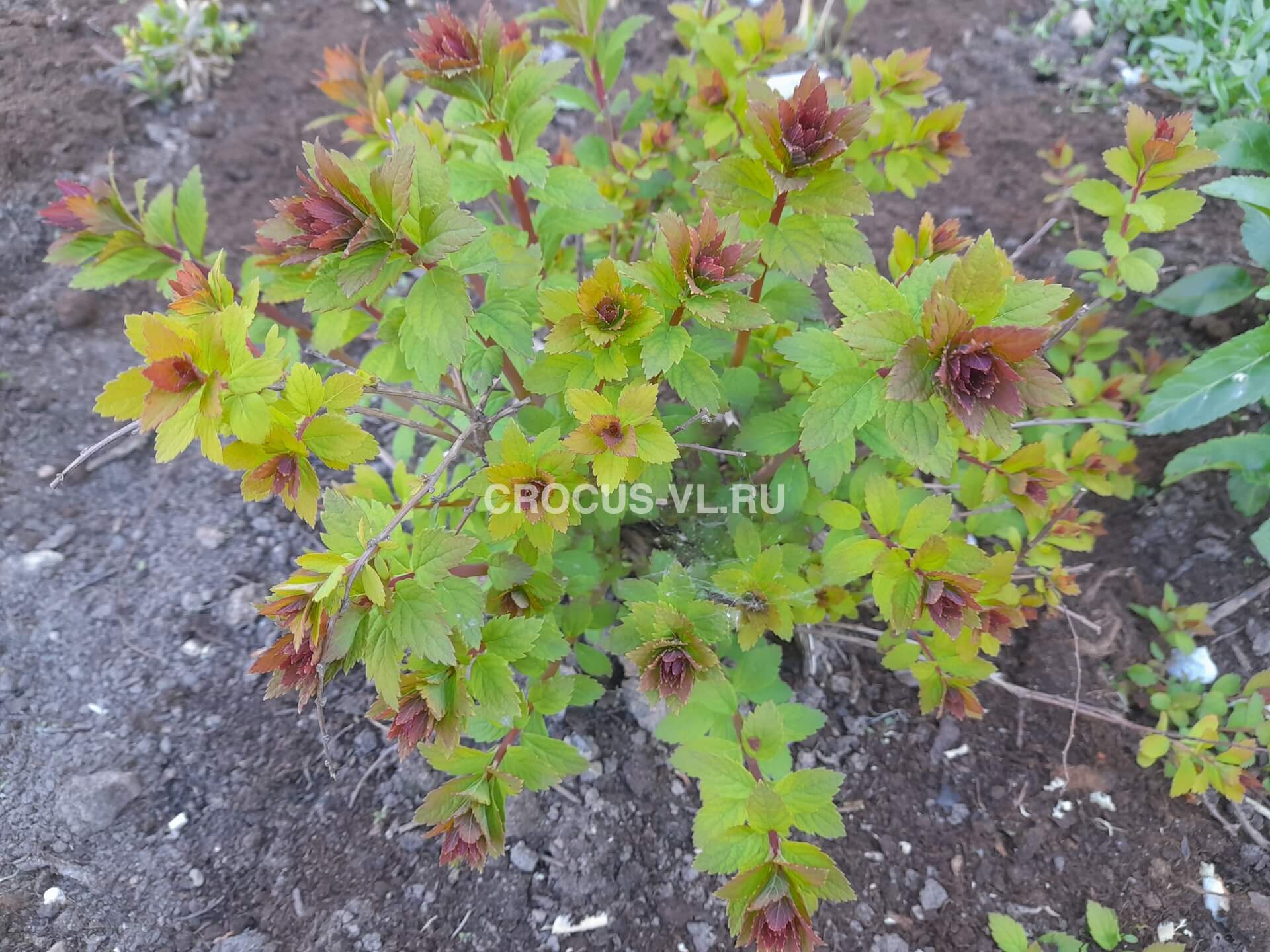 Спирея японская «Sparkling Champagne»